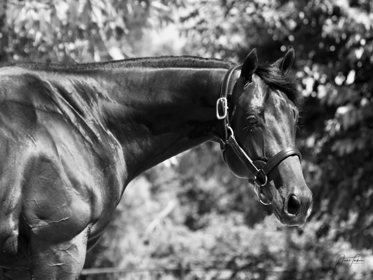 Coolmore's GSW Henry Adams to Enter Stud at Eclipse Thoroughbred Farm in Santa Ynez - mailchi.mp/7f80054f301f/c…