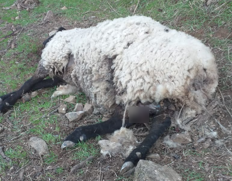 VLN Radio tweet media