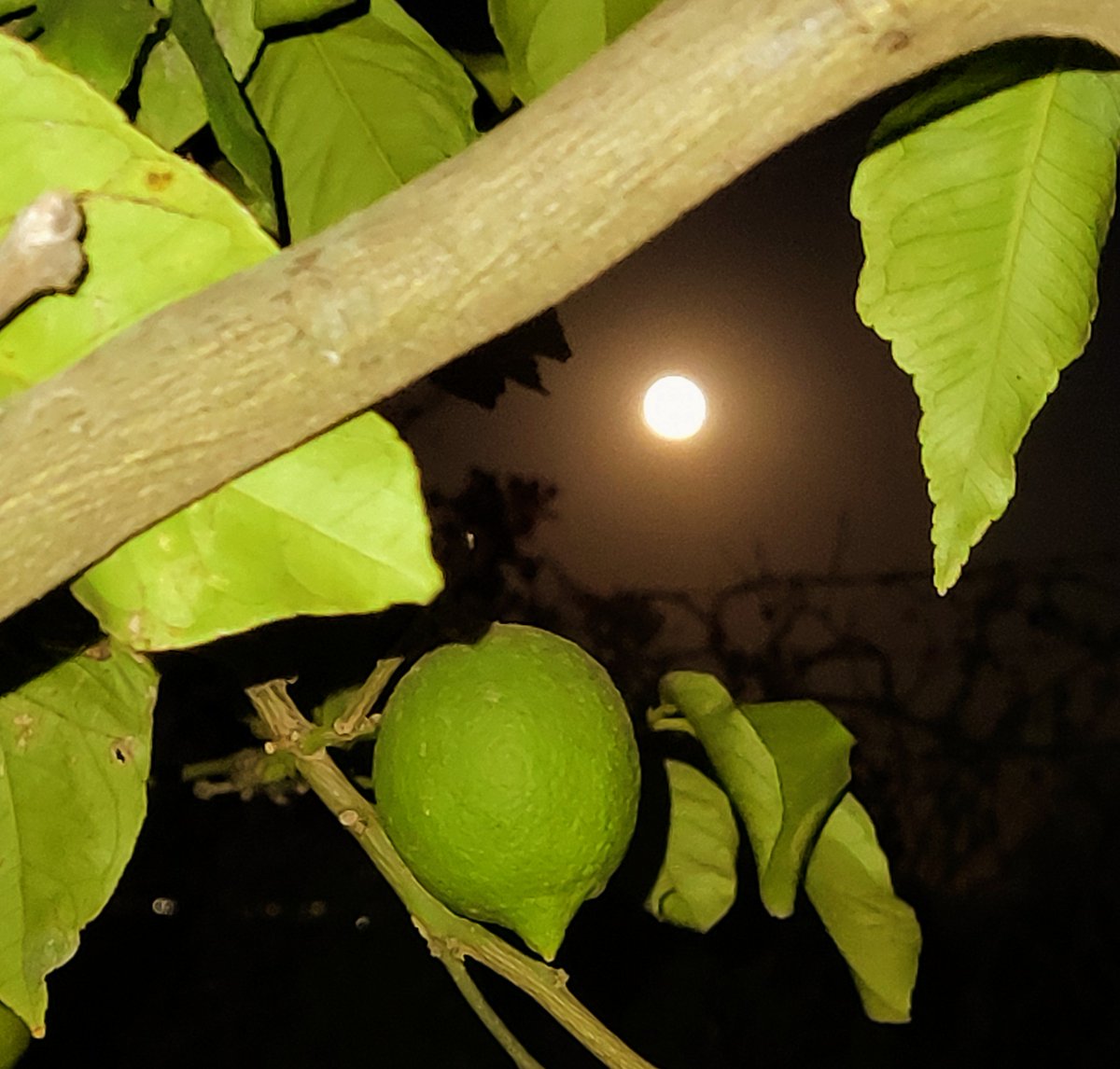 Michael_ranting's tweet photo. #SuperMoon my ar.., smaller than a lemon 🤷🏻 https://t.co/KFV5iDsE8l