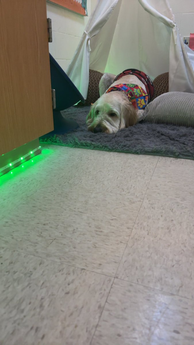 💖🐾🐶💖#gibson #shinelikesable #MASONmoment #4PawsforAbility <a href="/MrsBly_MECC/">Melissa Bly</a> <a href="/MasonSchools/">Mason City Schools</a>
