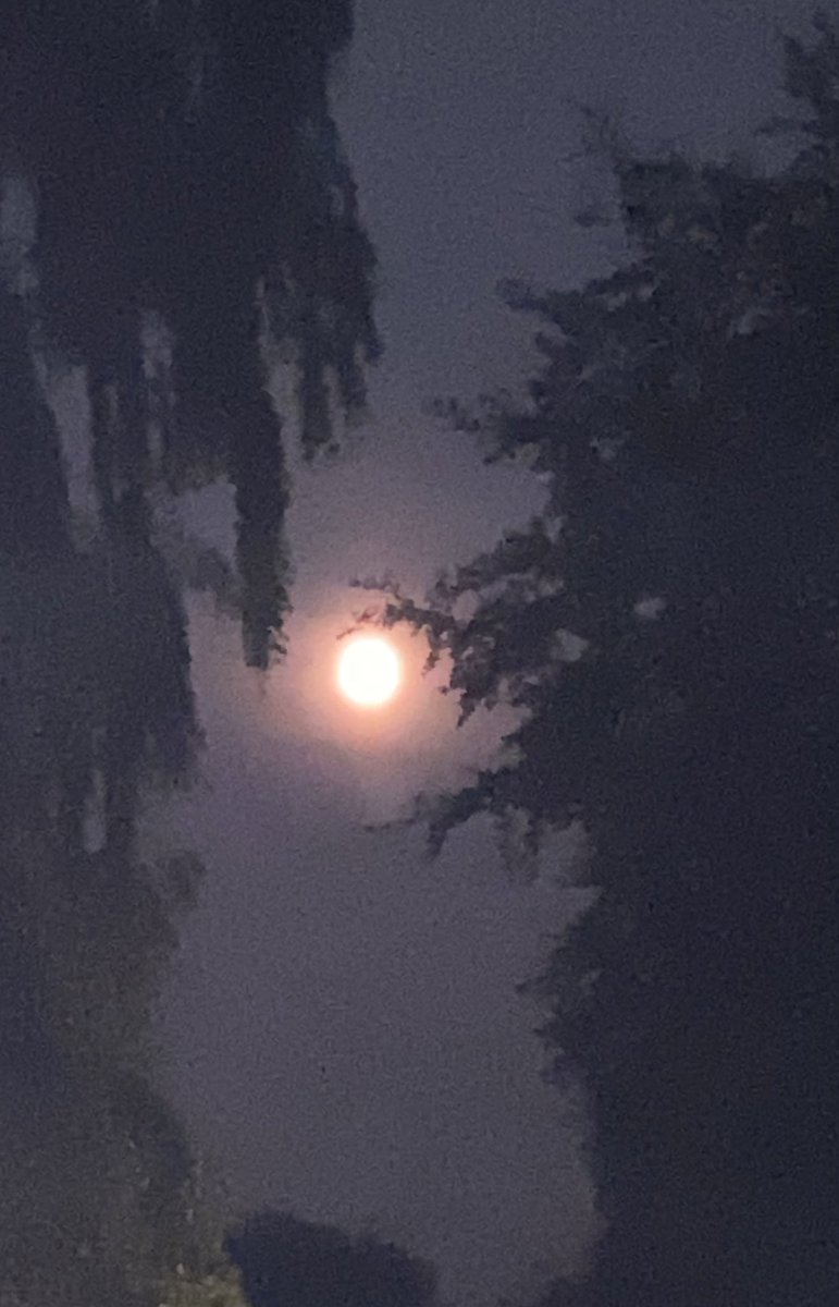 Klaas de Jong tweet media