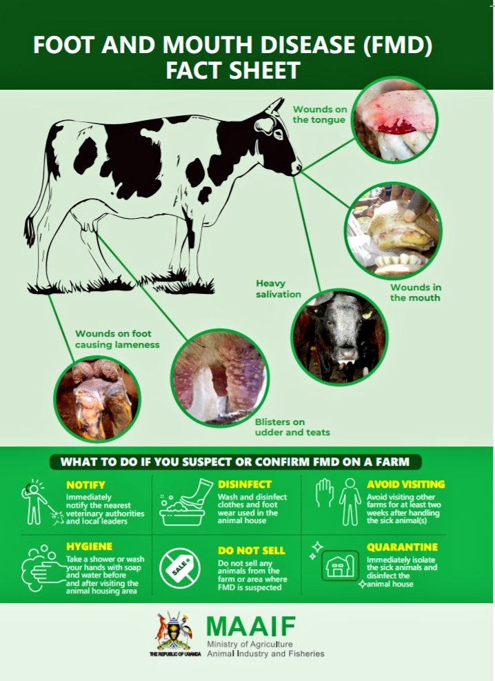 #MAAIFAdvisory on Animal Health: Foot and Mouth Disease can be detected through the following known signs in animals on the farm.

Wounds on the tongue, heavy salivation, wounds in the mouth, wounds on feet as well as blisters on udder &amp; teats.

#AnimalHealthUG
#MAAIFAdvisory
