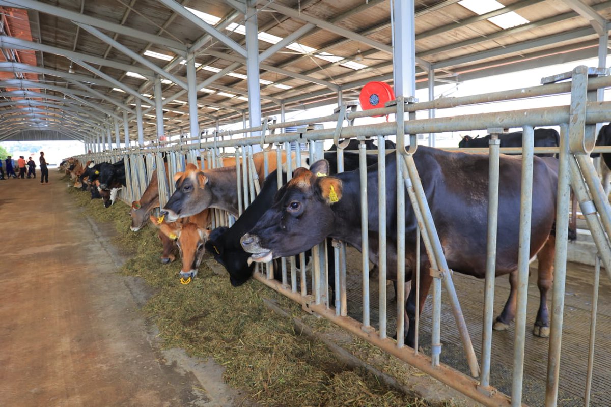 Farmers are advised to stay in touch and always consult with the respective District Veterinary Officers on suspected cases of not only FMD but all Animal Health-related concerns.

Knowledge is power and prevention is better than cure.

<a href="/FrankTumwebazek/">Frank K Tumwebaze,MP: Isaiah 41: 11</a>
<a href="/PS_MAAIF/">Maj. Gen. (Rtd) David Kasura-Kyomukama</a>

#MAAIFAdvisory