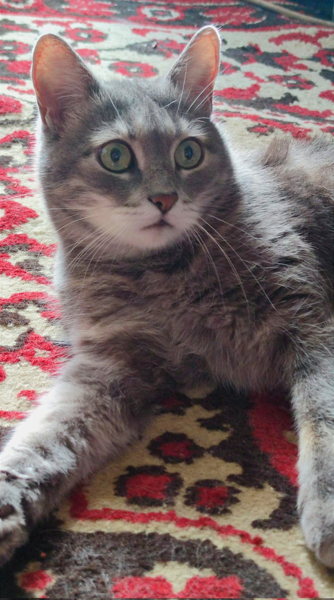 CapSkinRocket's tweet image. Ловите Кота