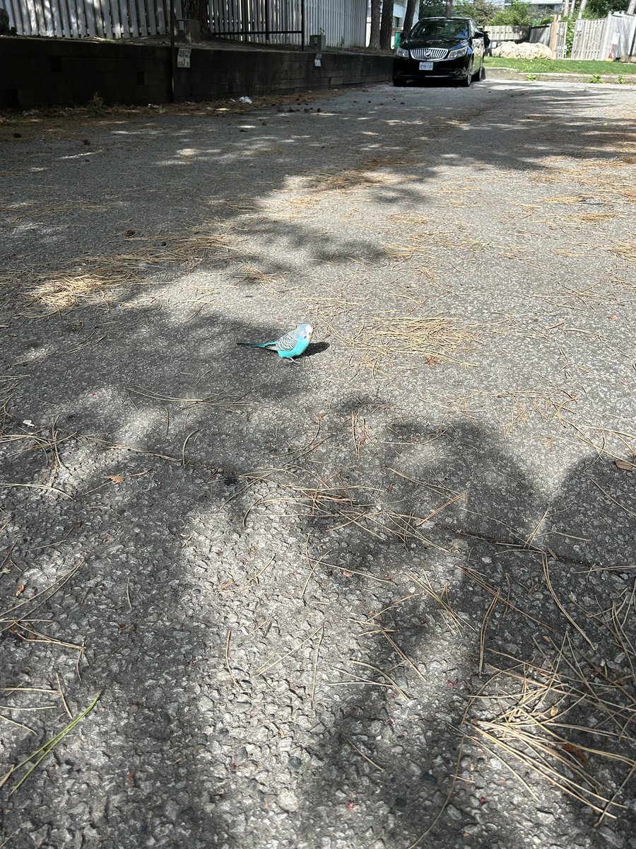 illin33's tweet photo. @PetfindToronto found this budgie thing bothering pigeons in midtown toronto. What do i do? Anyone missing it? #missingbird #toronto https://t.co/wjb9gpCkX2