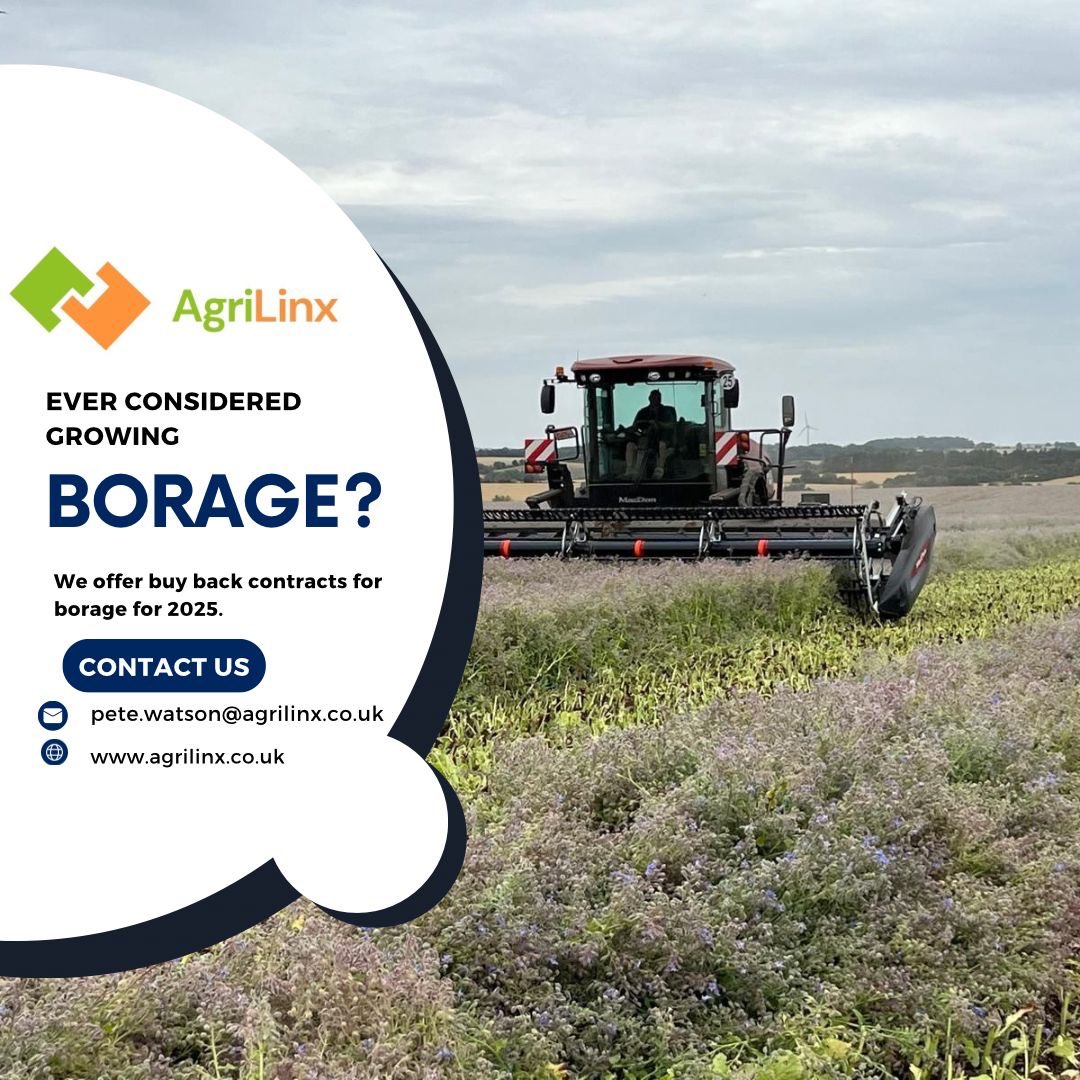 AgriLinx2023's tweet photo. Borage is a great break crop offering  good gross margin potential  with excellent entry for the next cereal crop. Please get in touch, DM or email below if you are interested. #harvest25 #borage #breakcrop #bees https://t.co/Q5BYoc0Lpp