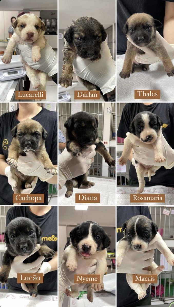 Viúva Daher. tweet media