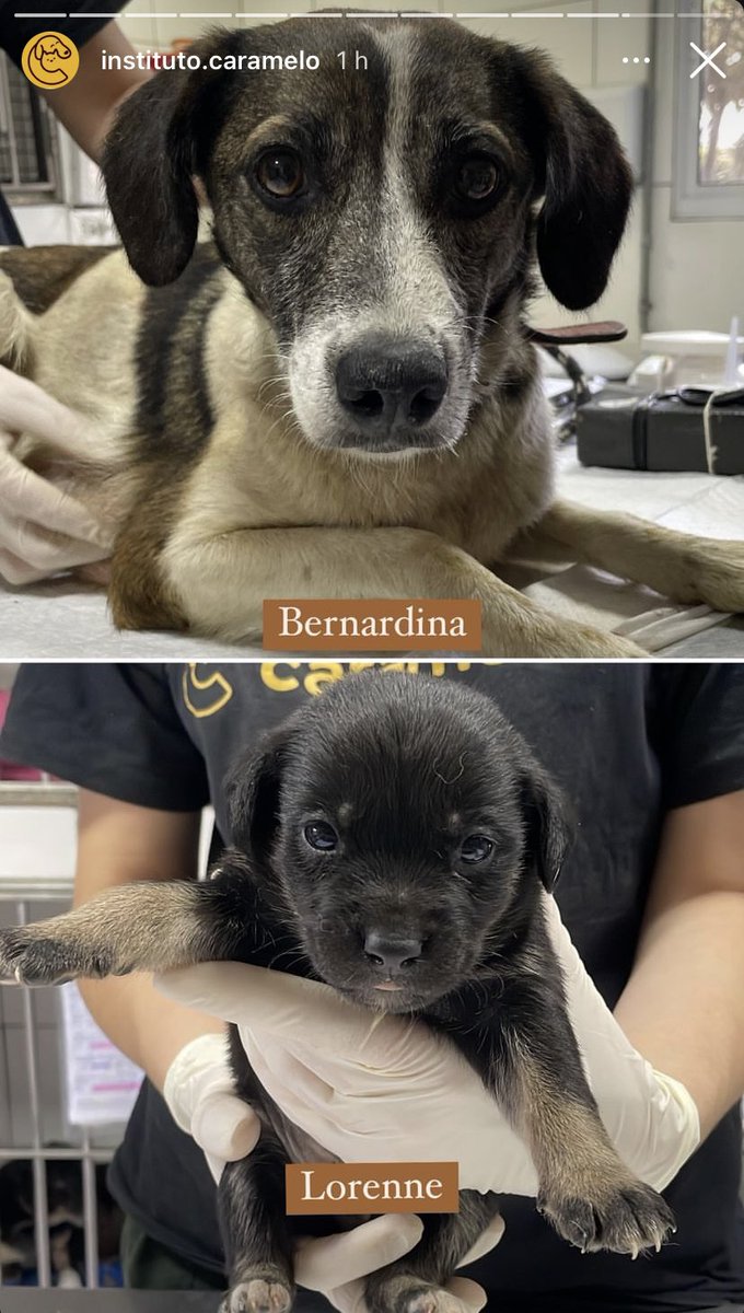 Viúva Daher. tweet media