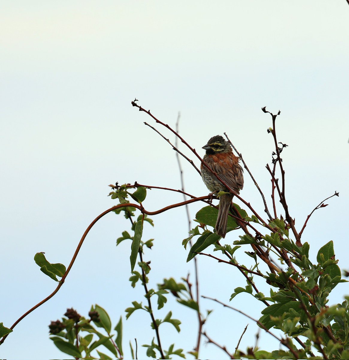 JohnMathers1's tweet photo. Best views I've ever had of Cirl buntings on the Dorset coast a few days ago, a nice suprise while out photographing Lulworth skippers @DurlstonCP https://t.co/XZlcUsUJ2m