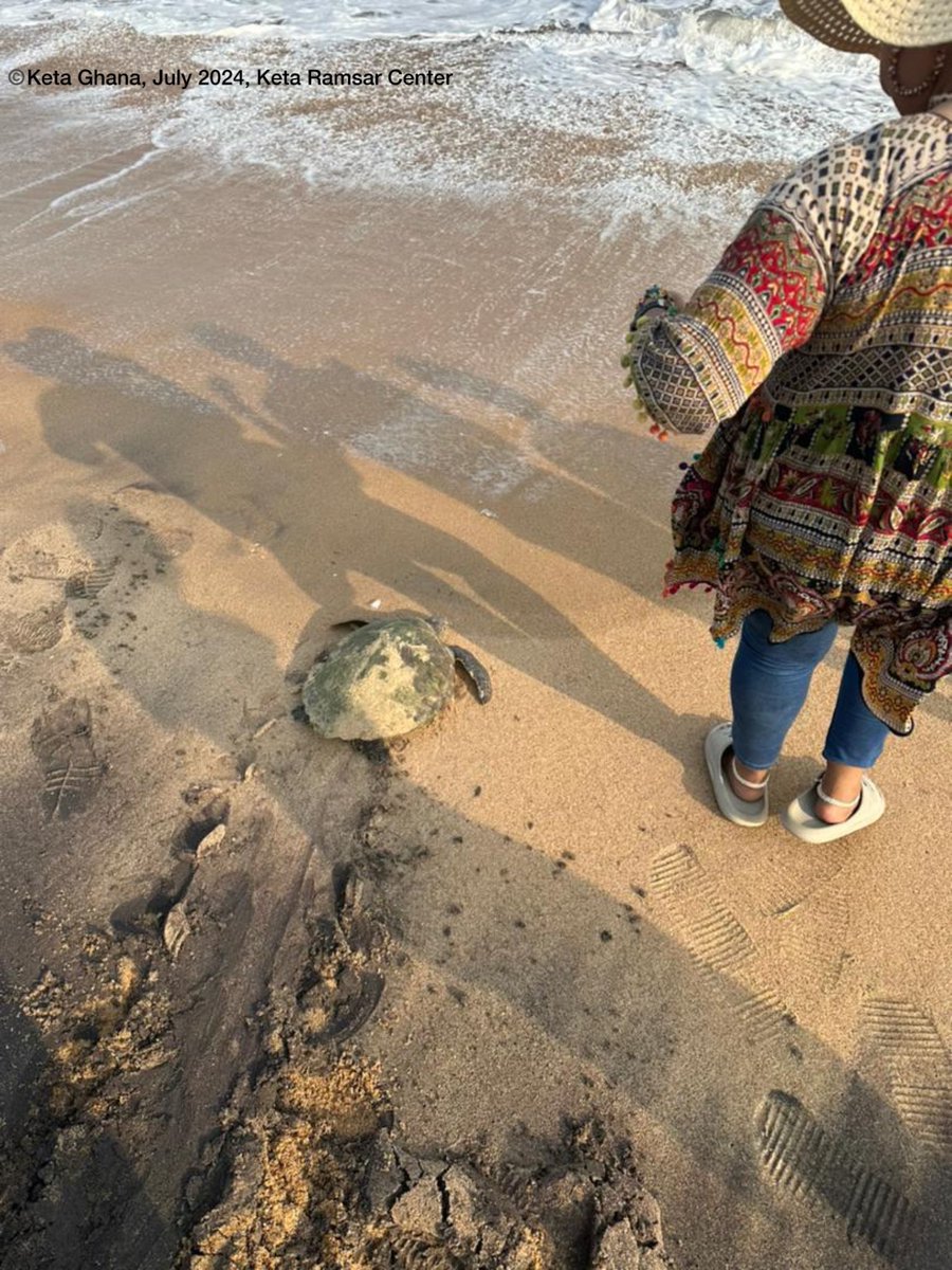 300 Olive Ridley hatchlings, sighted by the Keta Ramsar Centre at Keta Ghana.
Last year, we embarked on an exciting collaboration with the Keta Ramsar Center to expand the SIREN Citizen Science Network. Today, observing these hatchlings through SIREN is a remarkable achievement.