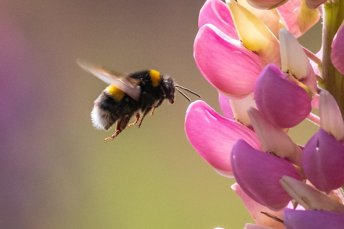 philip_ciwf's tweet photo. Making peace with #nature means cherishing magical beauty, colour and variety through the lens of a camera, never a gun
#TheOnlyWayToShoot
#WorldPhotographyDay2024 https://t.co/n0pYRgv5KO
