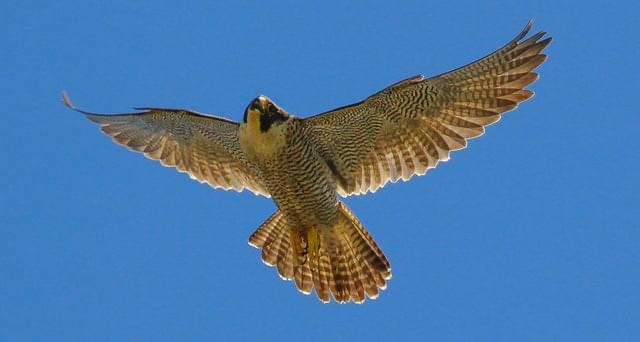 philip_ciwf's tweet photo. Making peace with #nature means cherishing magical beauty, colour and variety through the lens of a camera, never a gun
#TheOnlyWayToShoot
#WorldPhotographyDay2024 https://t.co/n0pYRgv5KO