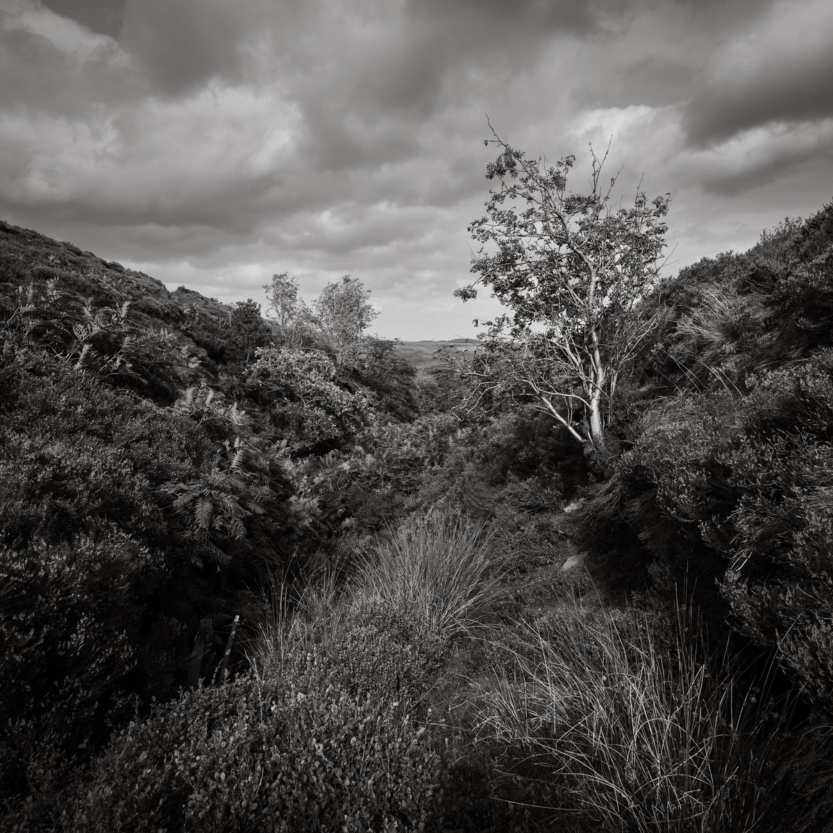 basculeteller's tweet photo. Langsett #photography #landscape #Yorkshire #Penistone #Pennines #PeakDistrict #Flâneur #psychogeography #DarkFairytale #RuralMarginalia #bw #BlackAndWhite #monochrome #SonyFE1635PZf4 https://t.co/wcyLcTQi1f