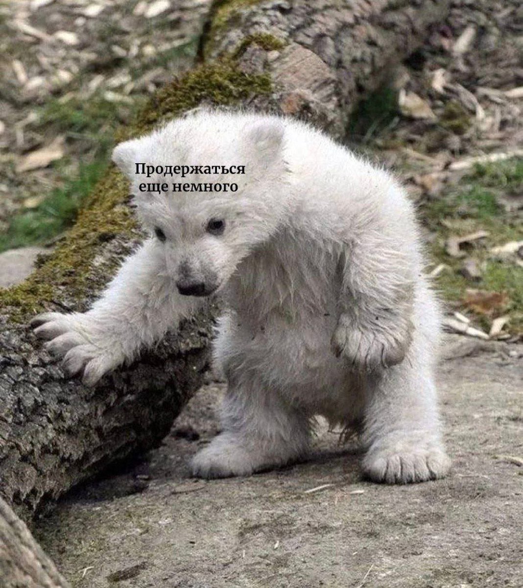 🐸жабья принцесса👑 (@kxiq7u7oc8nsgnc) on Twitter photo 