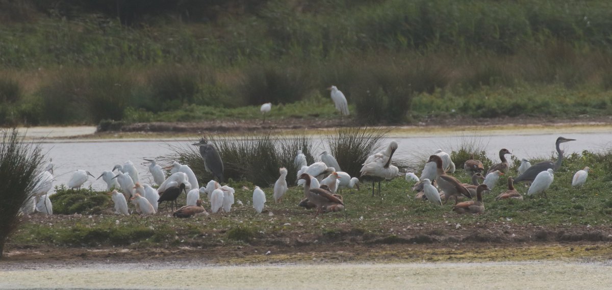 AndyBloomfield (@nharnser) on Twitter photo The sign of the times. Holkham August 2024. Past, present and future ? <a href="/every_heron/">Every Heron 𓆀💙</a> The sign of the times. Holkham August 2024. Past, present and future ? <a href="/every_heron/">Every Heron 𓆀💙</a>