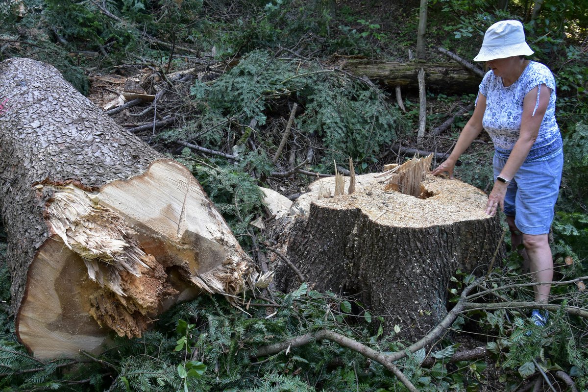 Wycinki drzew pomnikowych w <a href="/LPanstwowe/">Lasy Państwowe</a> na Podkarpaciu miało już nie być 🤷‍♀️ Ale są takie Nadleśnictwa, które się nie uczą. Może dlatego, że na stołku nadleśniczego od lat siedzi ten sam człowiek?

Pora na zmianę w PatoNadleśnictwie Krasiczyn 👇👇