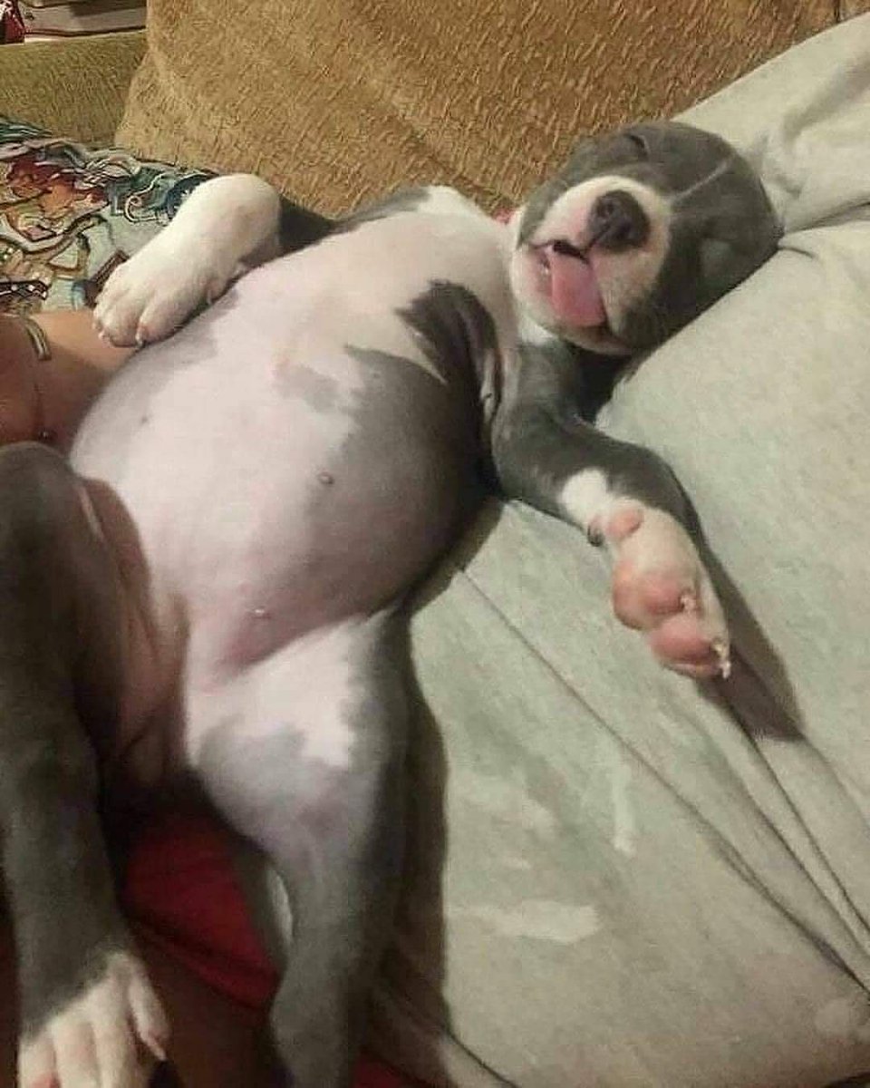 itimaliasof's tweet photo. *Comida te dá energia*

eu depois de comer: https://t.co/oZoeoeHE6X