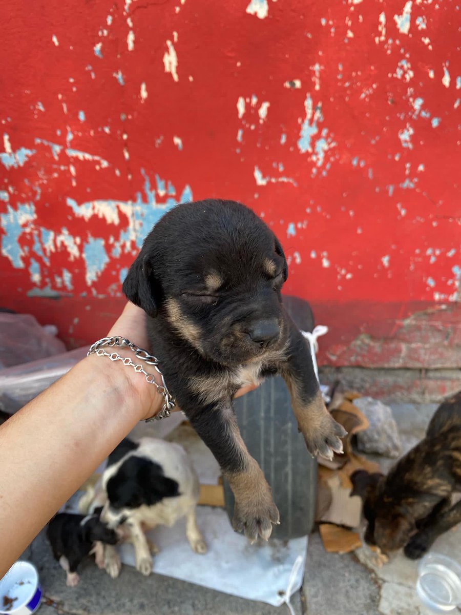 Alina_Gag's tweet photo. NADIE puede recibir en hogar temporal a una perrita talla CHICA y a sus 3 bebés? No necesitan mucho 💔 pónganse en su lugar. Imaginen lo que es estar bajo la lluvia, morir de hambre, tener que ver por 3 chiquitos y no tener a nadie en el mundo

Rescatalandia hace equipo! https://t.co/EdcgrwAeRx