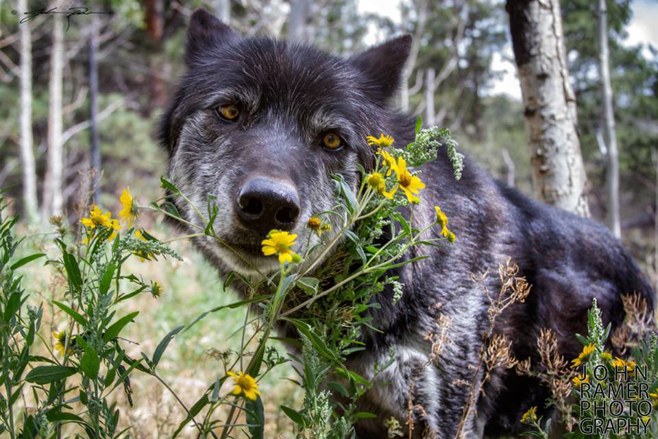 Emergency Wolf tweet media