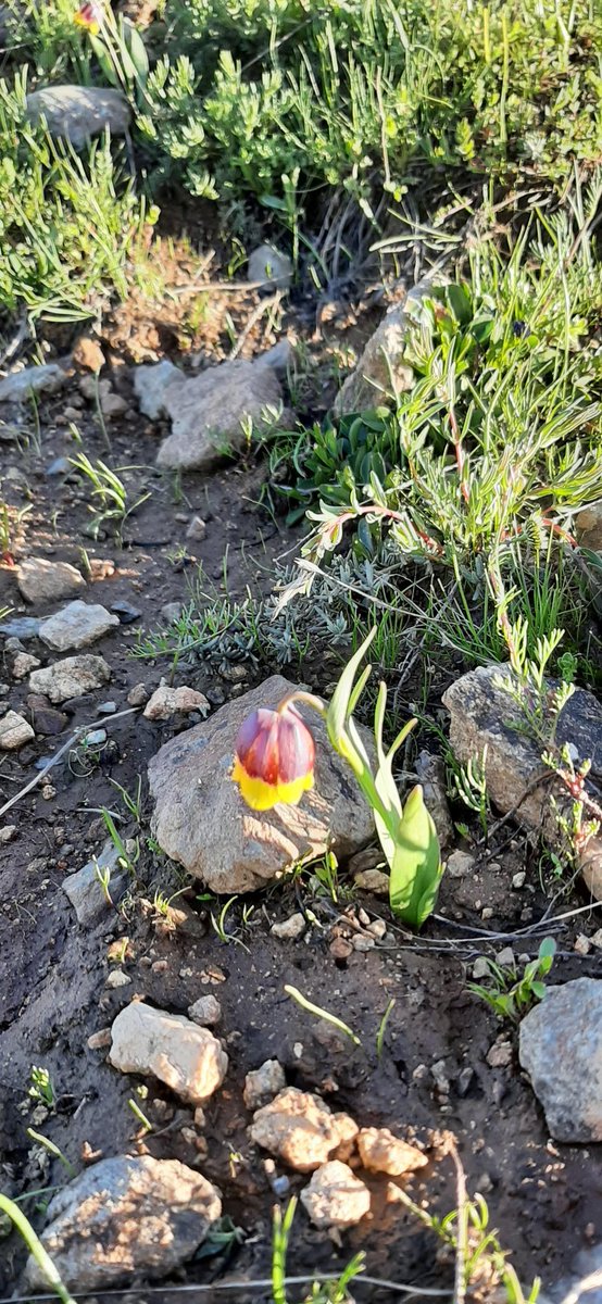 Halit Anak (@halitanak) on Twitter photo 