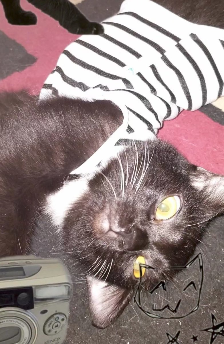 Berawal dari ga akan mau punya kucing item ehhh