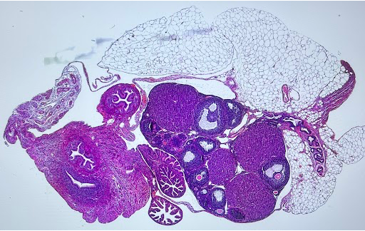 Meet Jaelyn, a summer intern in the McKey Lab. She grew up in CO &amp; is currently an undergrad @ Emory.
This summer she learned essential lab techniques, including manual oocytes counts &amp; worked on imaging  the ovary &amp; rete ovarii. Check out her  H&amp;E staining! WE WILL MISS YOU!