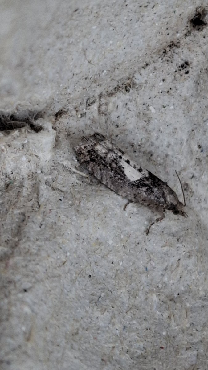 AlMcNee's tweet photo. Moth weekend!  On Saturday, confirmation of garden Dichelia histrionana, only the third UK site - Black Isle second. Yesterday to Loch Spynie to see Martin Cook's marvellous Oleander Hawk-moth. Today 223rd moth species for the garden - Epinotia brunnichana or Large Birch Bell. https://t.co/XtwF3MRNB9