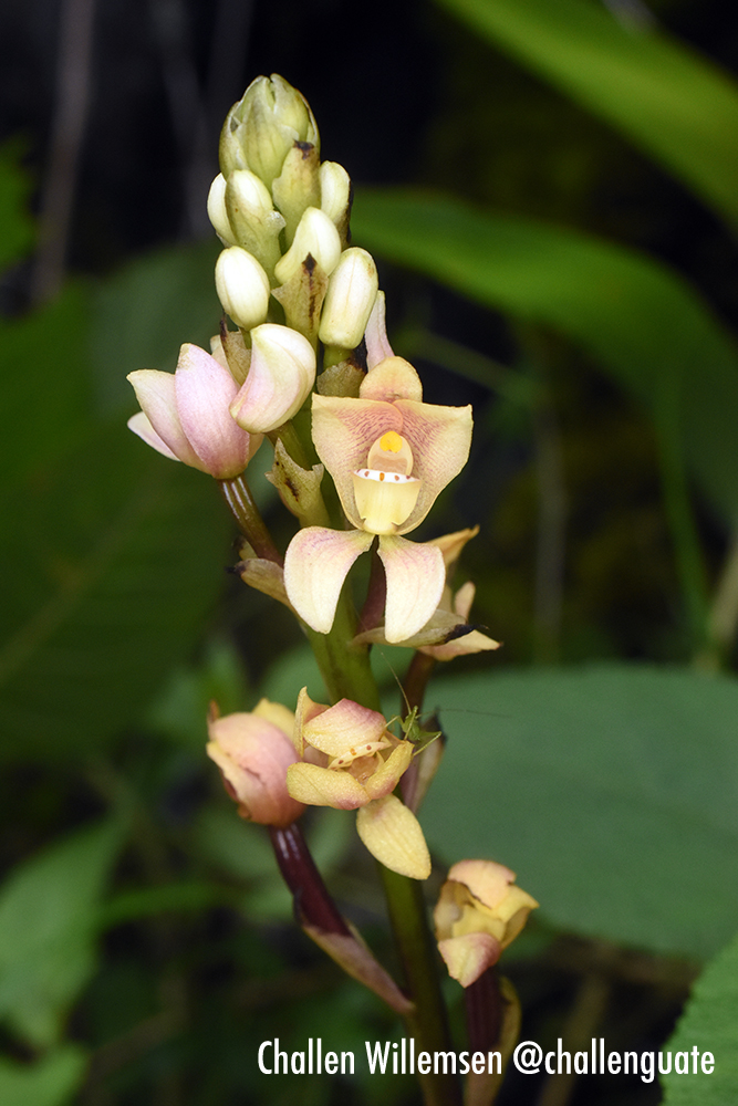 challenguate's tweet photo. Govenia tingens is a terrestrial orchid that occurs from Colombia to Bolivia. The genus, which features many beautiful and showy species, occurs from the United States (Florida) and the Caribbean to Argentina and Brazil. #orchids #orchidspecies #orchidaceae #govenia #botany https://t.co/9tY5y2vCJy