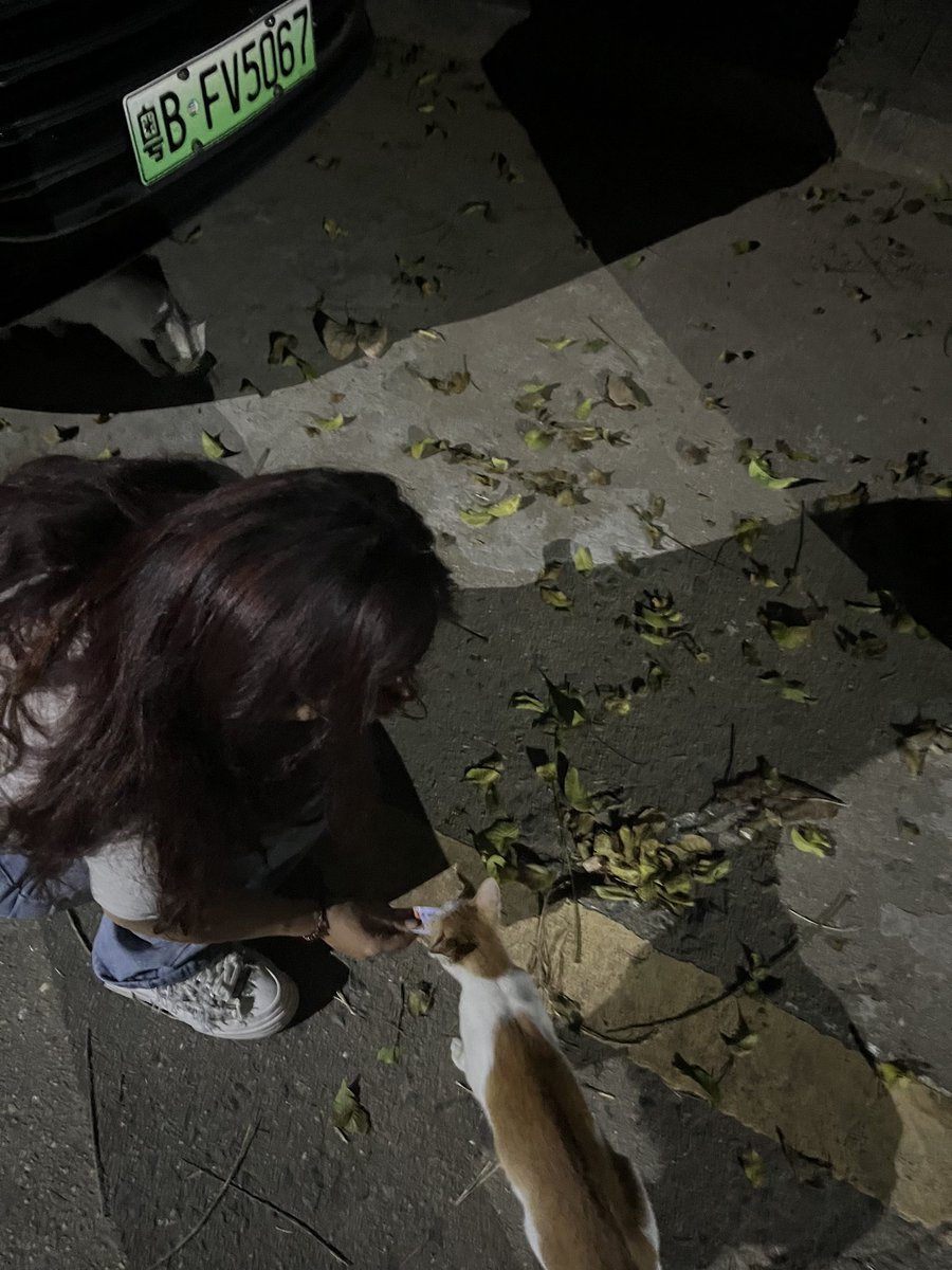 Cheryl_7k's tweet photo. 小咪 下次遇到心软的姐姐给你喂香香时记得别再抓她一口了 不是每个人被你抓了还能摸摸你的头的。 https://t.co/voBd9ydl7j