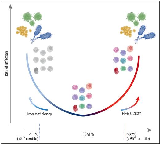 Yonca Bulut M.D. (@yoncabulutmd) on Twitter photo The iron curve: infection at both ends
ashpublications.org/blood/article/…
Hypoferremia and hyperferremia were both associated with #infection risk🐛
<a href="/Drakesmith_Lab/">The Drakesmith Lab</a>
<a href="/acweyand/">Shematologist, MD</a> <a href="/Iron_Deficiency/">Iron Deficiency</a> #iron #anemia <a href="/IronResearchLab/">Francesca Vinchi</a> <a href="/ironoverloadUS/">Hemochromatosis United States</a> <a href="/BloodNet_PALISI/">BloodNet</a> #PedsICU <a href="/AABB/">AABB</a> #transfusion The iron curve: infection at both ends
ashpublications.org/blood/article/…
Hypoferremia and hyperferremia were both associated with #infection risk🐛
<a href="/Drakesmith_Lab/">The Drakesmith Lab</a>
<a href="/acweyand/">Shematologist, MD</a> <a href="/Iron_Deficiency/">Iron Deficiency</a> #iron #anemia <a href="/IronResearchLab/">Francesca Vinchi</a> <a href="/ironoverloadUS/">Hemochromatosis United States</a> <a href="/BloodNet_PALISI/">BloodNet</a> #PedsICU <a href="/AABB/">AABB</a> #transfusion