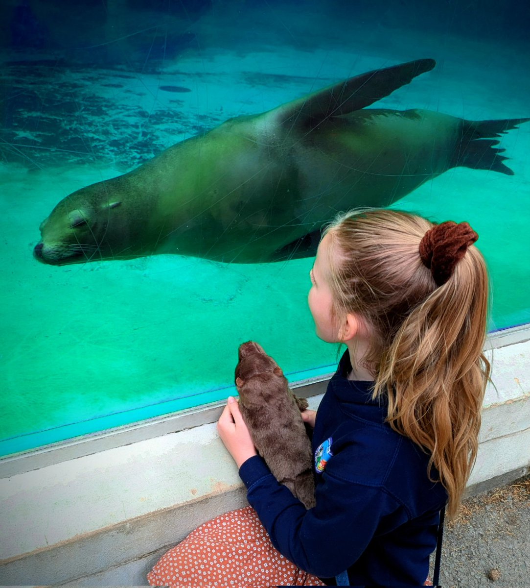 LClynes88's tweet photo. @WelshMountainZo We visited a couple of weeks ago and I had to tear my daughter away from the sea lions.. after she purchased her own Monty, she was back again to watch them play 🤍🦭 https://t.co/f5CqbrCDfS