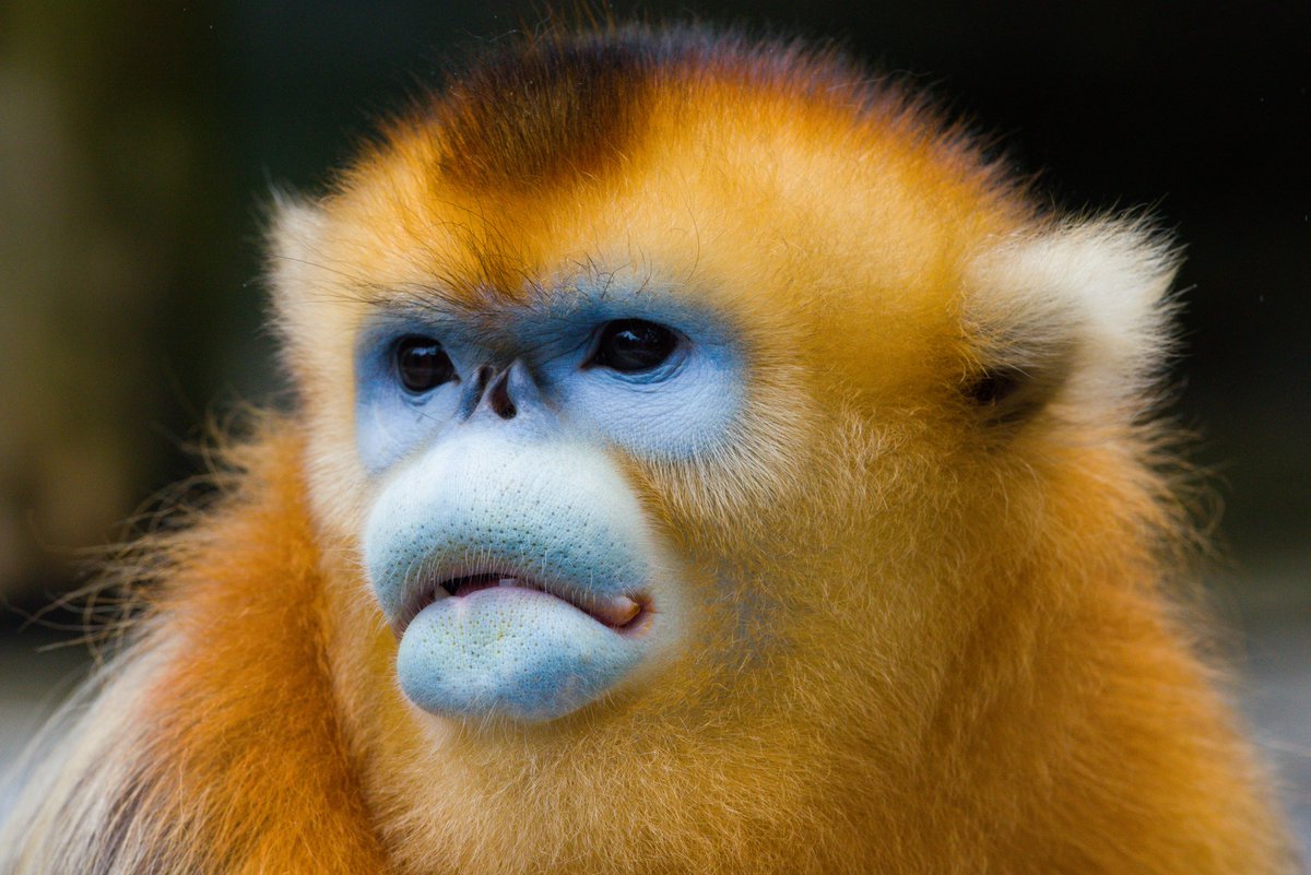 Evolution Letters (@evolletters) on Twitter photo A new study in <a href="/EvolLetters/">Evolution Letters</a> shows that primate ornaments—beards, manes, and colorful features—play key roles in communication between groups, attracting mates and deterring rivals.
doi.org/10.1093/evlett…
Now online, by <a href="/ccgrueter/">Cyril C. Grueter</a> and Stefan Lüpold. A new study in <a href="/EvolLetters/">Evolution Letters</a> shows that primate ornaments—beards, manes, and colorful features—play key roles in communication between groups, attracting mates and deterring rivals.
doi.org/10.1093/evlett…
Now online, by <a href="/ccgrueter/">Cyril C. Grueter</a> and Stefan Lüpold.