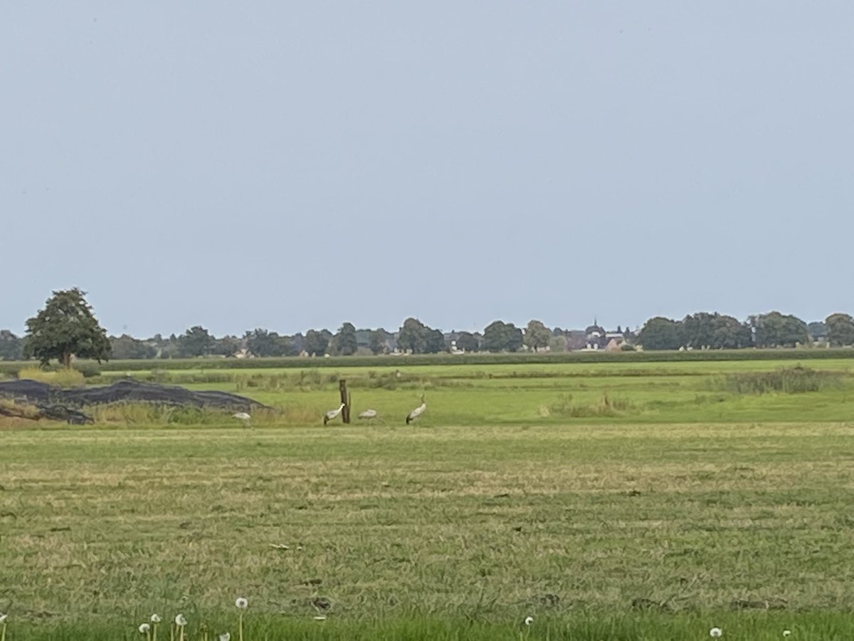 Prachtig al weken hier kraanvogels op bezoek.