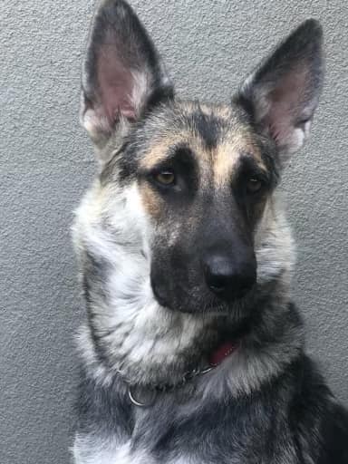 Gemma is a 3+ years old female (70 lbs). Gemma does great with dogs her size and absolutely loves her humans - she would benefit from more socialization and training (no cats/critters for her).
wagtopia.com/search/pet?id=…
#AdoptDontShop #GSD #RescueDogs