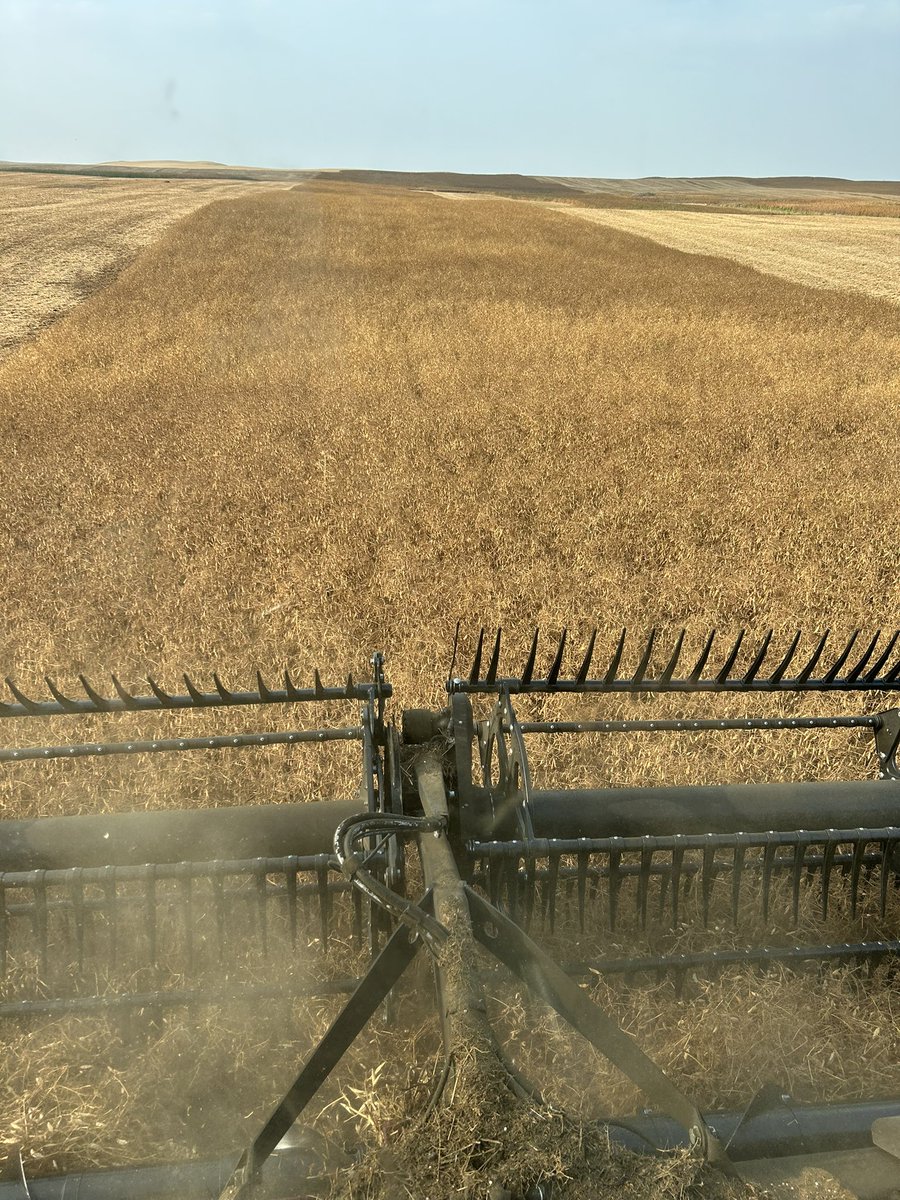 Our yellow pea trial at Kirkella MB was harvested on Friday evening! We are very pleased with the 3 varieties that were included, PS Boost (<a href="/Pituraseeds/">Pitura Seed Service</a>), CDC Lewochko (<a href="/SeCan/">SeCan</a>) and AAC Carver (<a href="/canterraseeds/">CANTERRA SEEDS</a>). Results will be shared at our fall agronomy meeting!