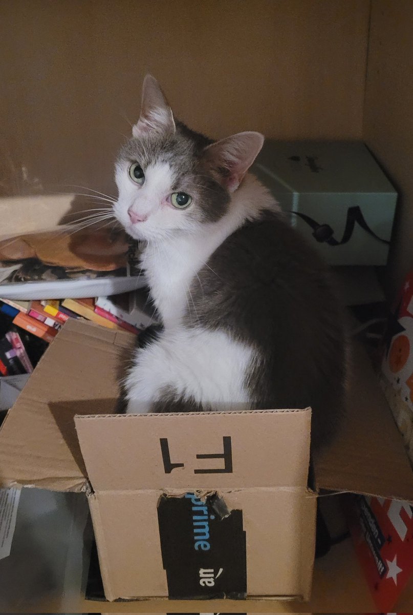 MMXLynx's tweet photo. A princess on her garbage throne <3 https://t.co/1jiibag0qV