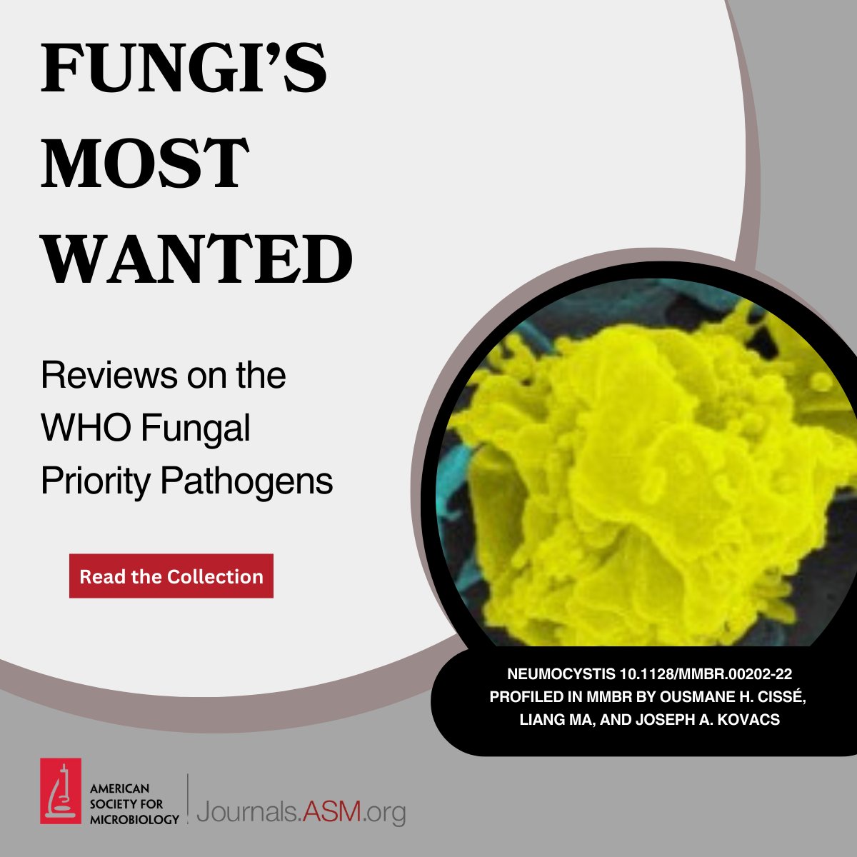 ASM (@asmicrobiology) on Twitter photo The <a href="/WHO/">World Health Organization (WHO)</a> Fungal Priority Pathogens are on the loose! 🦠 Keep an eye out for expert reviews in #ClinMicroRev and #MMBRJournal. 📚🔍 Explore the ASM Journals Fungi’s Most Wanted Collection: asm.social/21N The <a href="/WHO/">World Health Organization (WHO)</a> Fungal Priority Pathogens are on the loose! 🦠 Keep an eye out for expert reviews in #ClinMicroRev and #MMBRJournal. 📚🔍 Explore the ASM Journals Fungi’s Most Wanted Collection: asm.social/21N