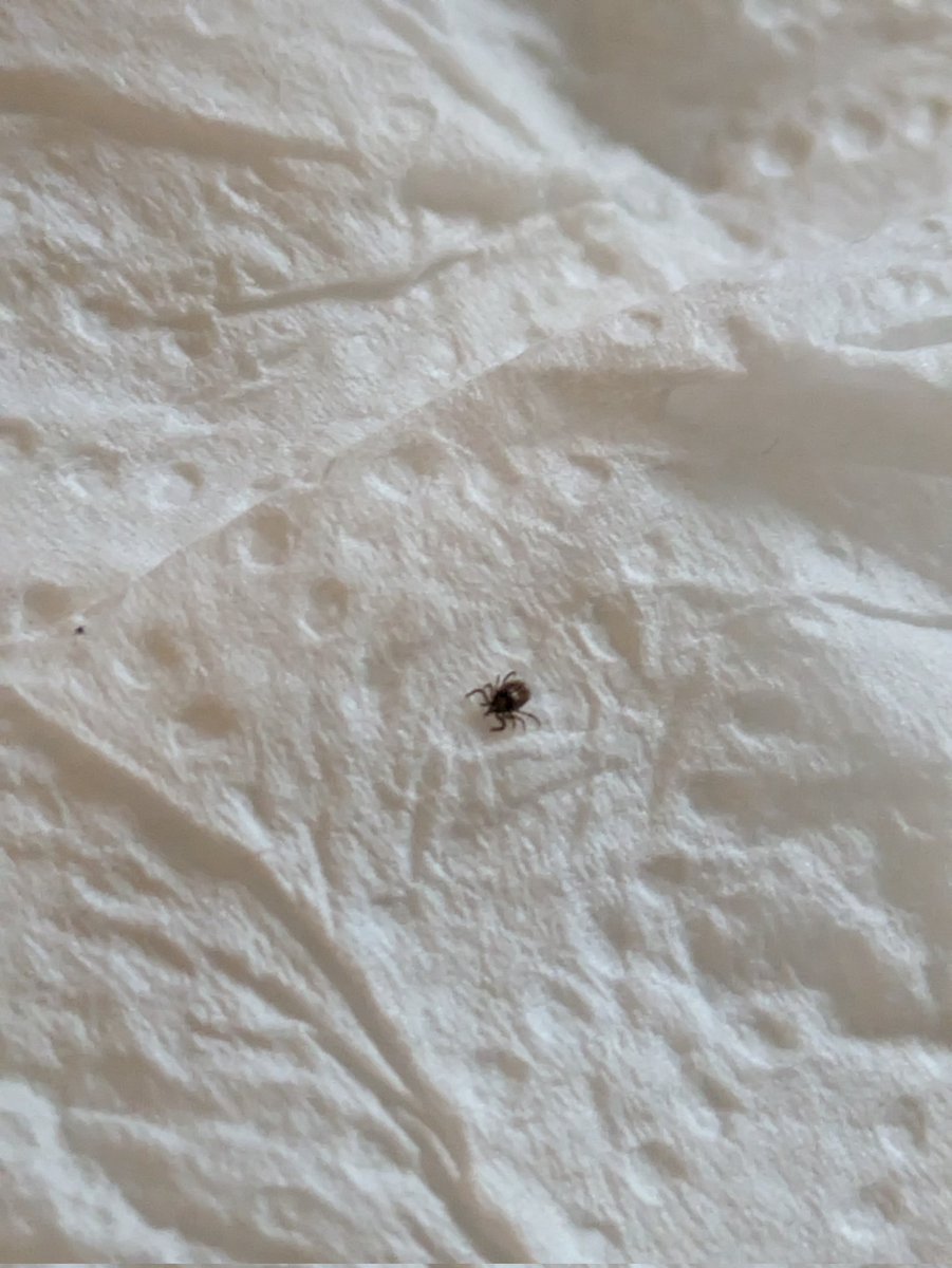 Justacarehomeg1's tweet image. Just found a hitchhiker on my wrist! In all my years out walking, never knowingly had one. This one was stuck fast and has well and truly given me the heebie-jeebies 😱
#tickaware