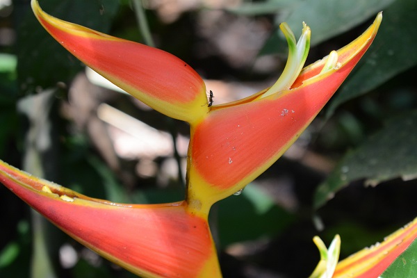 In July, Dr. Rob Naczi spent time in Peru—teaching, conducting field research, and joining meetings with local collaborators on two research projects for the Amazon Research Initiative for Educators. It was a busy and productive trip that strengthened our important partnerships!