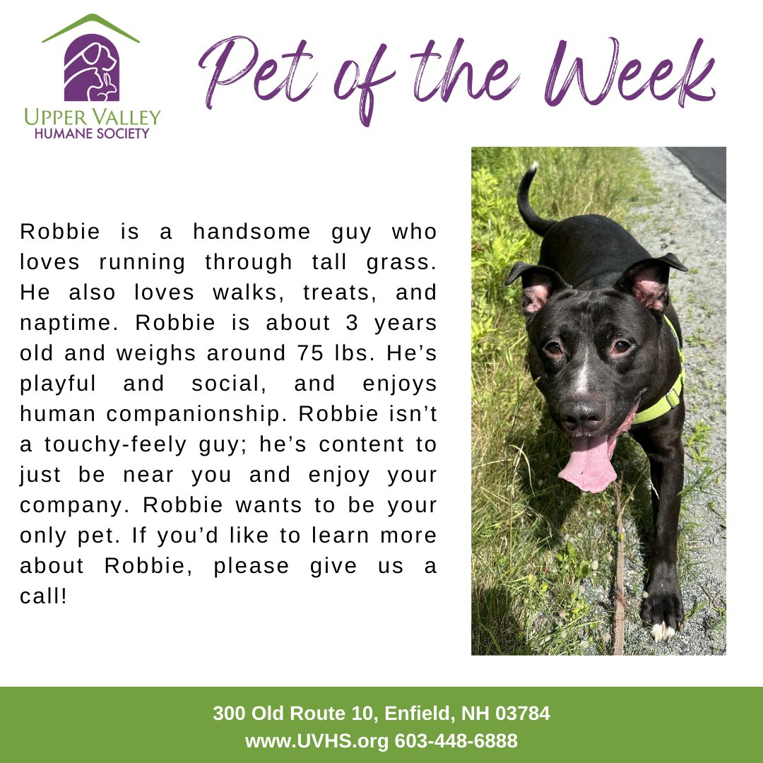 UVHumaneSociety's tweet photo. Sometimes we call him Robert, sometimes Robbie, but today it's POTW! ⭐️

This playful fella enjoys walks, romping around the play yard with staff and having human companionship. He is a larger, solid guy and wants to be your only pet. (603) 448-6888. https://t.co/GQyqZF8UkP https://t.co/2OKAVNX2es