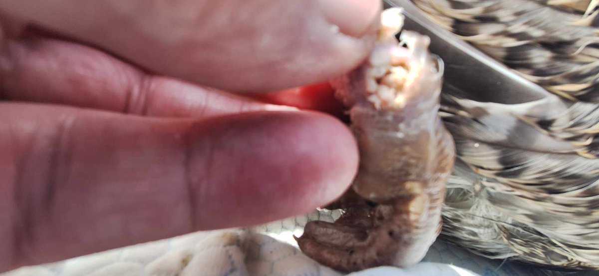 Foundation For Feathered Friends tweet media