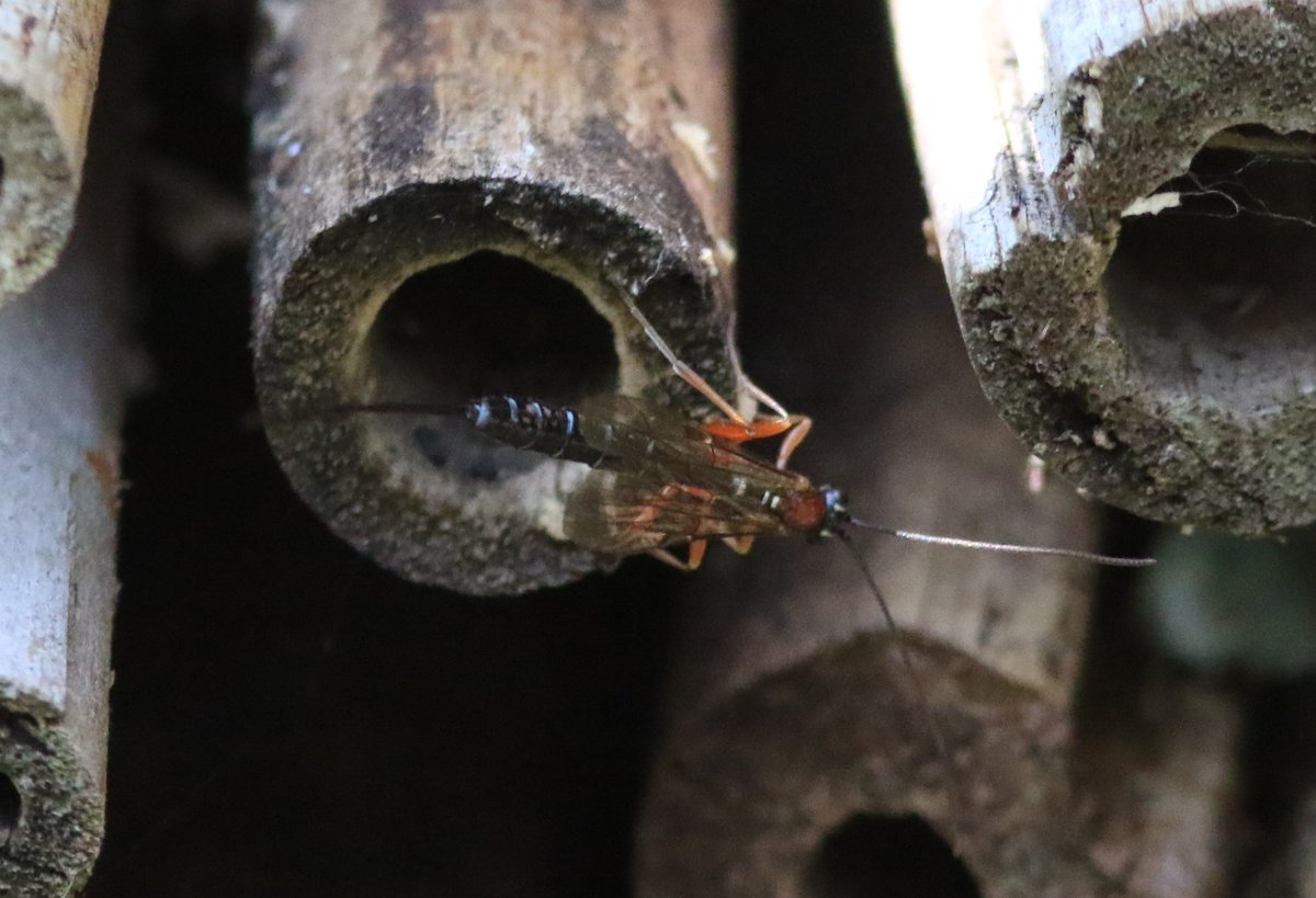 Bee hotel has caught up in the sunny weather. Megachile sp nest building. Mining bee (Gwynnes I reckon) sunning after a days plastering. The obligatory parasitic wasp hanging around. ID  suggestions welcome. <a href="/ChrisDipperBoyd/">Chris Boyd</a>  <a href="/VannaBartlett1/">Vanna Bartlett</a>