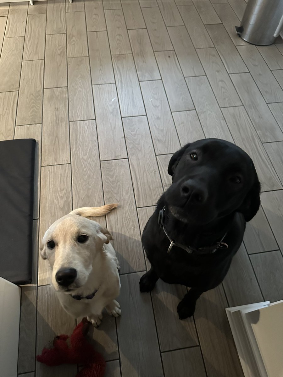 Remi and Dottie tweet media