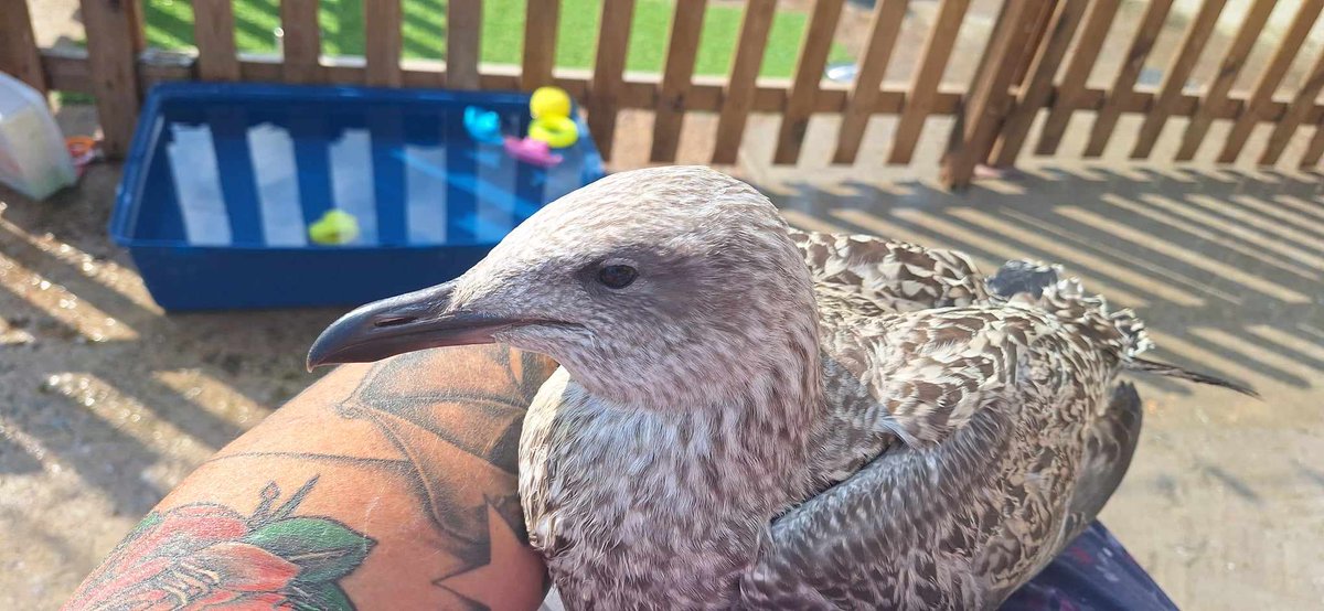 Foundation For Feathered Friends tweet media