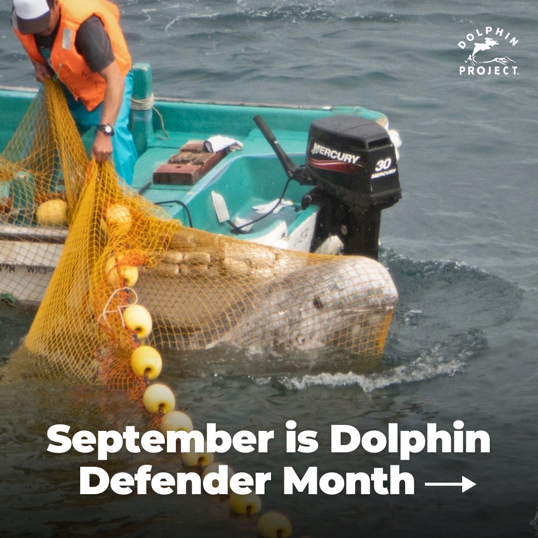 Dolphin_Project's tweet photo. All September long, join in events to voice international opposition to the dolphin slaughters and captures in Taiji! Here are ways to get involved: https://t.co/yptAzRzdDp 

#DolphinProject #JapanDolphinsDay #DolphinDefender https://t.co/PcK8MPId2h