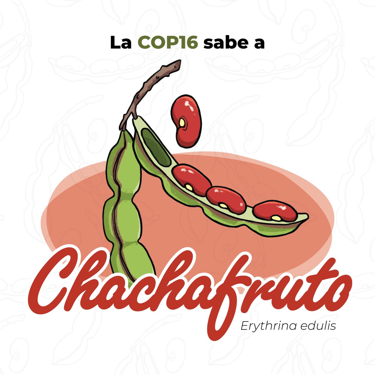 BiovIntCIAT_esp's tweet photo. ¡El chachafruto no solo es un superalimento, sino también un héroe en tiempos difíciles!🤩
🌳 Usado como árbol de sombra para el café, ha salvado a comunidades de hambrunas en inviernos duros🥶
¡Descubre sus beneficios y comparte tus recetas con #AquesabelaCOP16! 🌟 https://t.co/HGGq6DHIM3