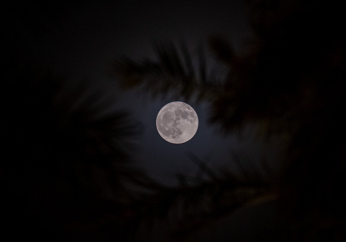 #قمر_الليله من نجد العذيه 🥰

#تصويري 
#القمر_العملاق