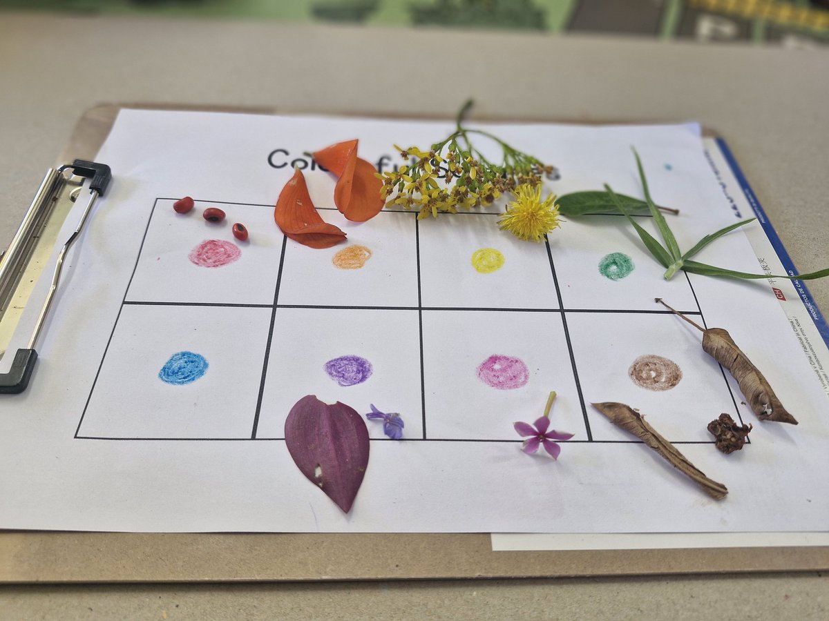Searching for the natural colours in our school gardens 🌿 🍁 🌼 🌸 
What beautiful treasures...

#earlyyears #outdoorlearning #coloursallaroundus #natureinpired #learningthroughplay