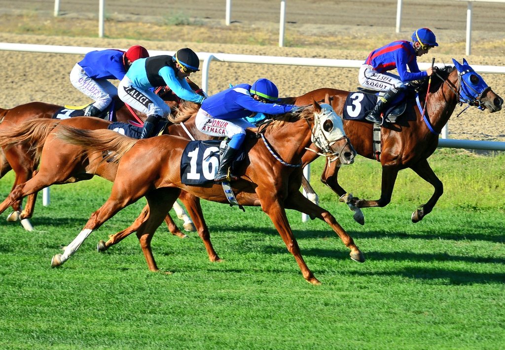 pride_falcon's tweet image. #Rüzgarsoy ❤️🐎💪