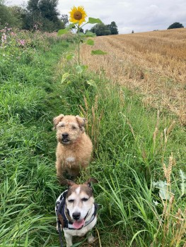 millypod1's tweet photo. PEGGY HOME SAFE. THANKS FOR RT's๐๐๐พ
๐19 AUG 2024 #Lost PEGGY #ScanMe #Tagged
OLDER Mixed Tan & White Jack Russell Terrier Female Near The River Wharfe, nr #Netherby with #Kearby #HG3 nr Maustin Caravan park nr #Harrogate #Yorkshire
https://t.co/M06NgAr6INโฆ https://t.co/5j40BY01rf